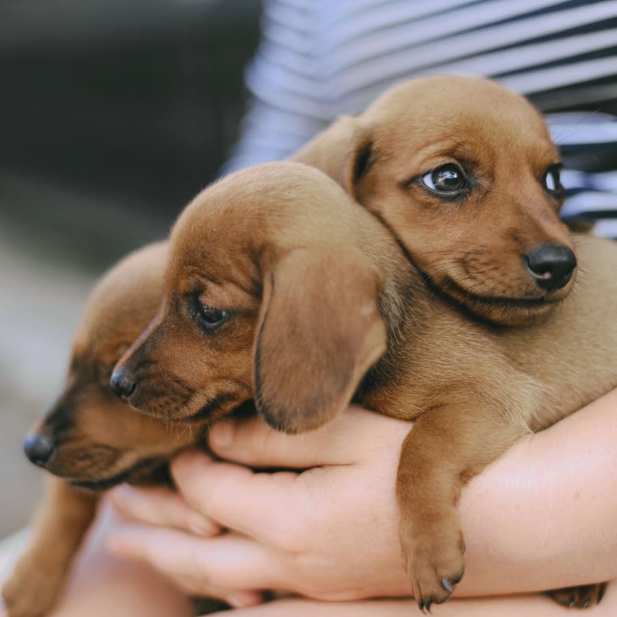 Washington Dog and Cat Hospital in Los Angeles