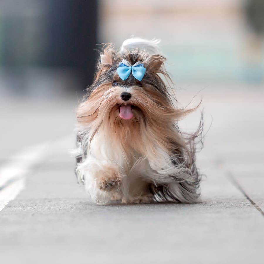 Veterinary dermatologist near best sale me