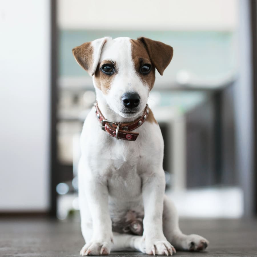Veterinary Internal Medicine for Cats & Dogs in Los Angeles